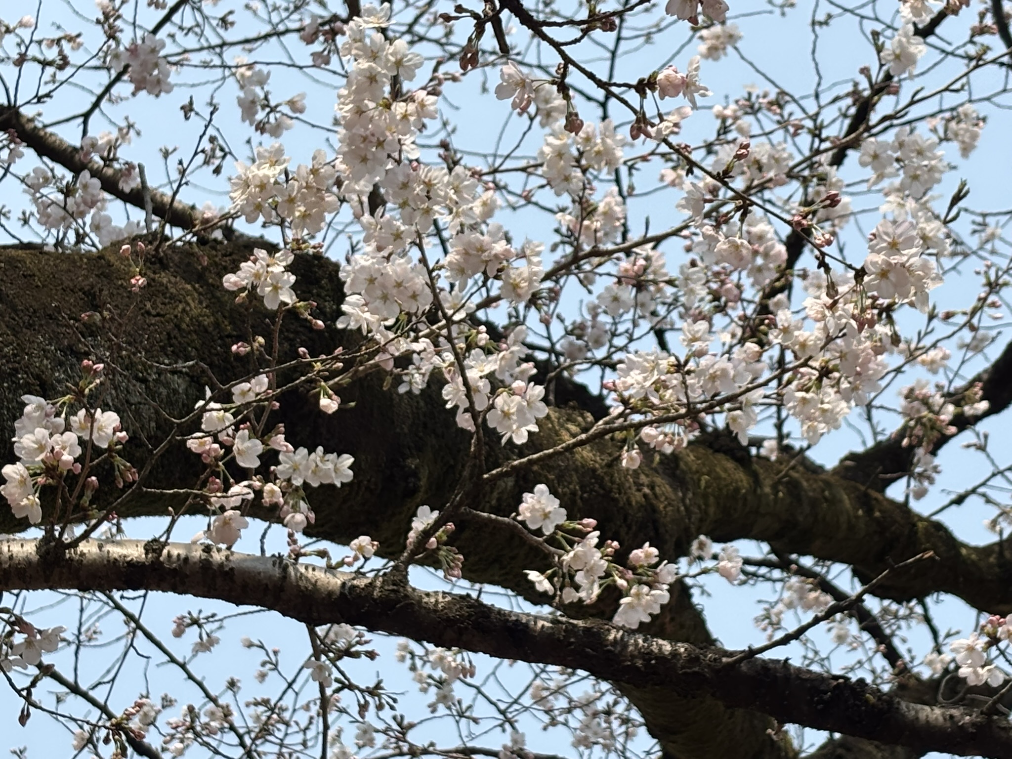 埼玉　パソコンと生前整理アドバイザーでサポート「ぱせさぽ」