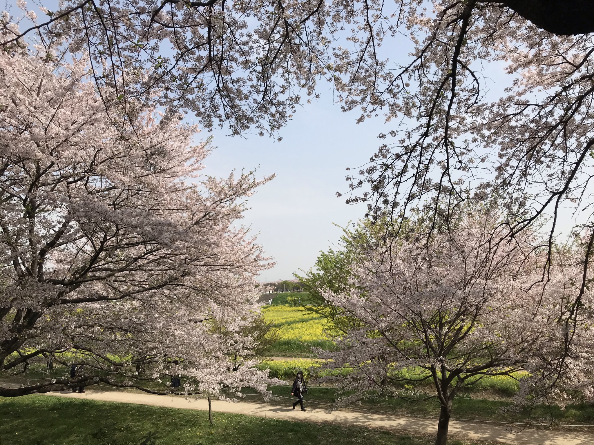 埼玉県の桜の名所第1位の幸手権現堂桜堤「ぱそさぽ」