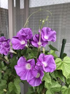 朝顔「ぱせさぽ」