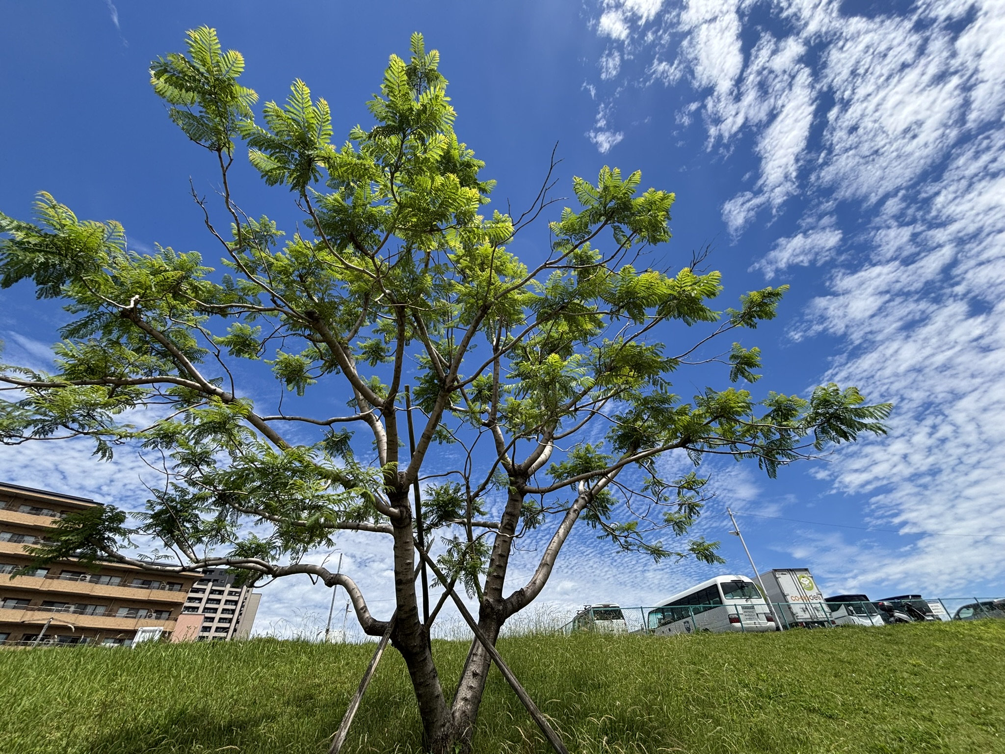 南米産のノウゼンカズラ科の「ジャカランダ」をご存じでしょうか。「ぱせさぽ」