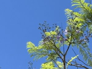 南米産のノウゼンカズラ科の「ジャカランダ」をご存じでしょうか。「ぱせさぽ」