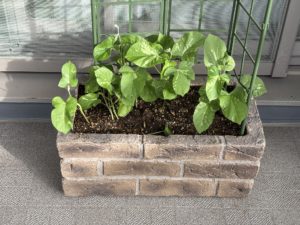 朝顔「ぱせさぽ」