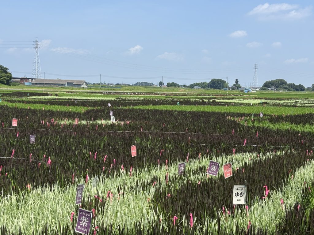 埼玉　パソコンと生前整理アドバイザーでサポート「ぱせさぽ」相続担当