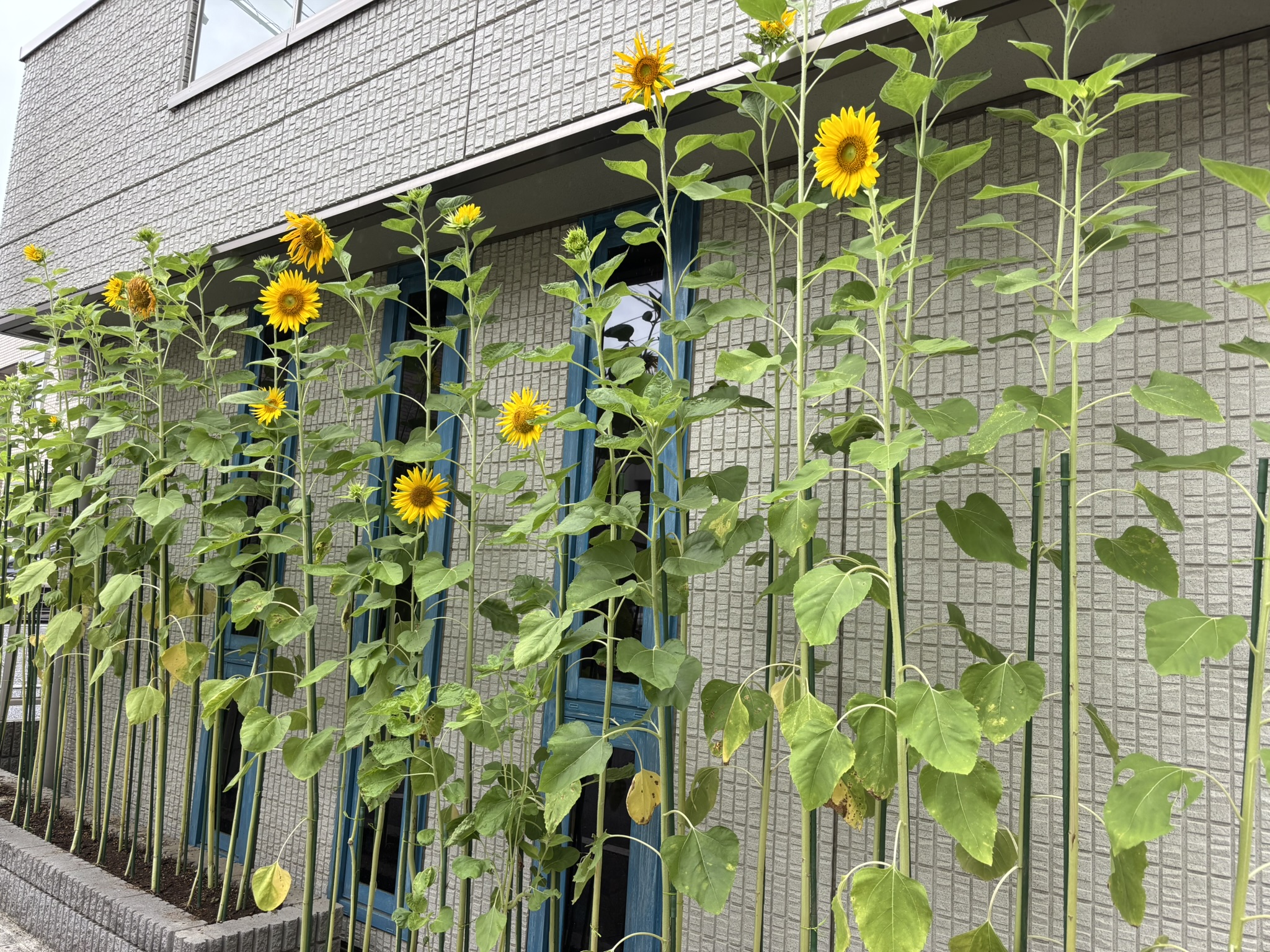 埼玉　パソコンと生前整理アドバイザーでサポート「ぱせさぽ」相続担当