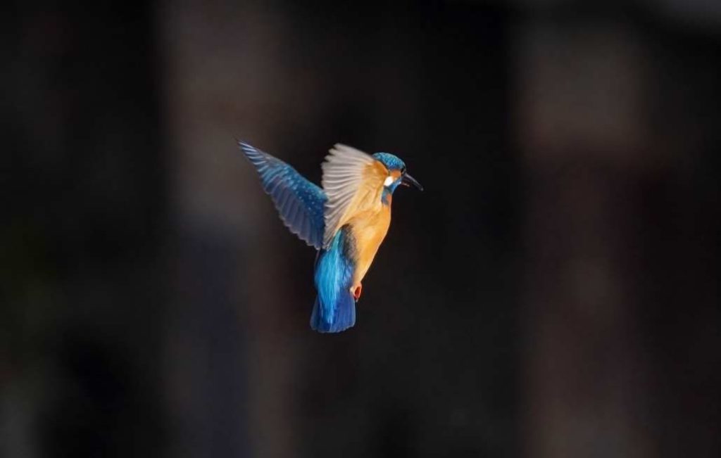 埼玉　パソコンと生前整理アドバイザーでサポート「ぱせさぽ」相続担当