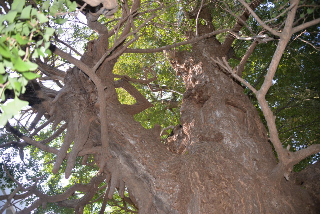 埼玉　パソコンと生前整理アドバイザーでサポート「ぱせさぽ」相続担当