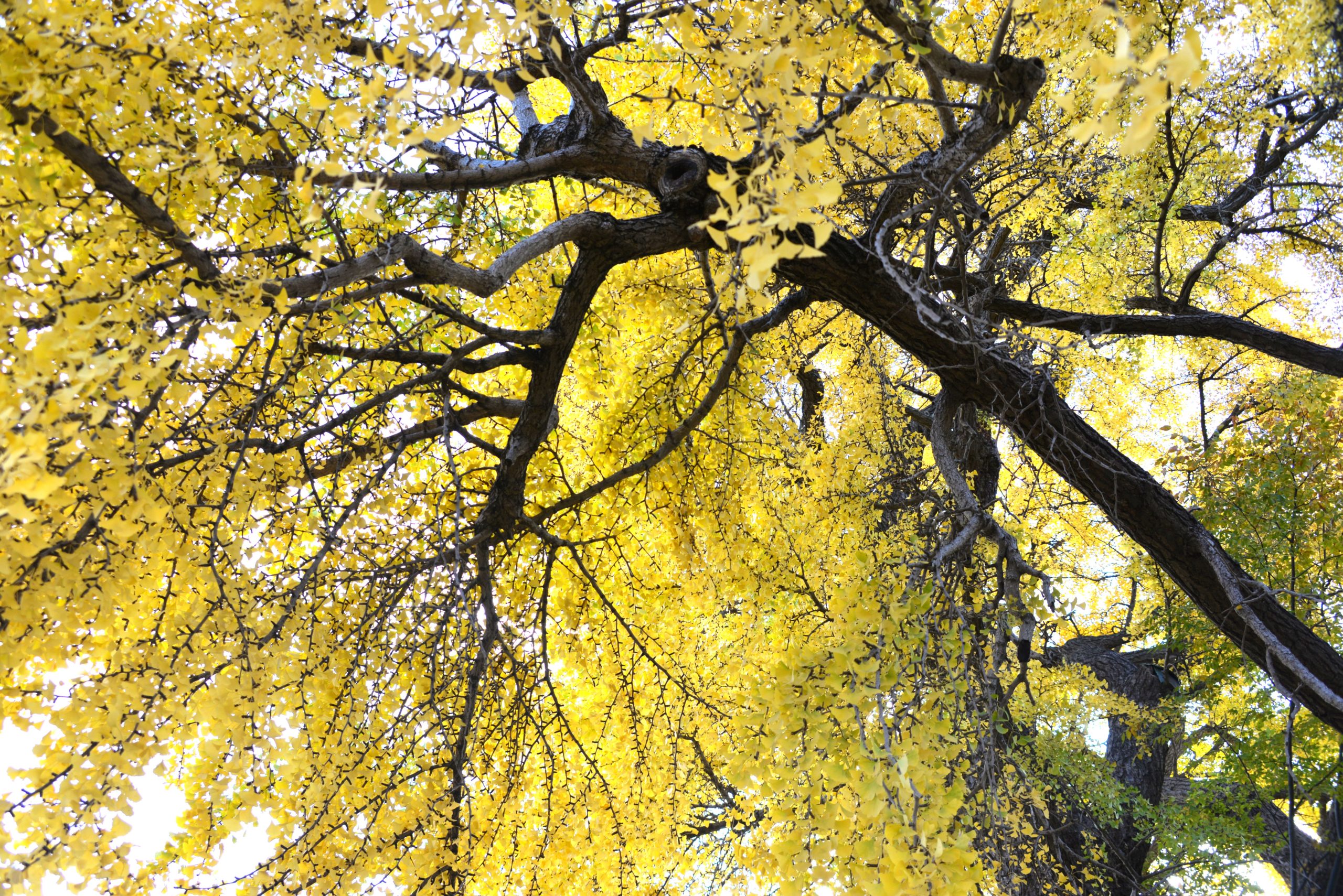 埼玉　パソコンと生前整理アドバイザーでサポート「ぱせさぽ」相続担当