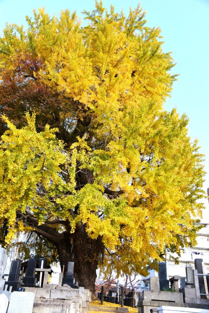 埼玉　パソコンと生前整理アドバイザーでサポート「ぱせさぽ」相続担当