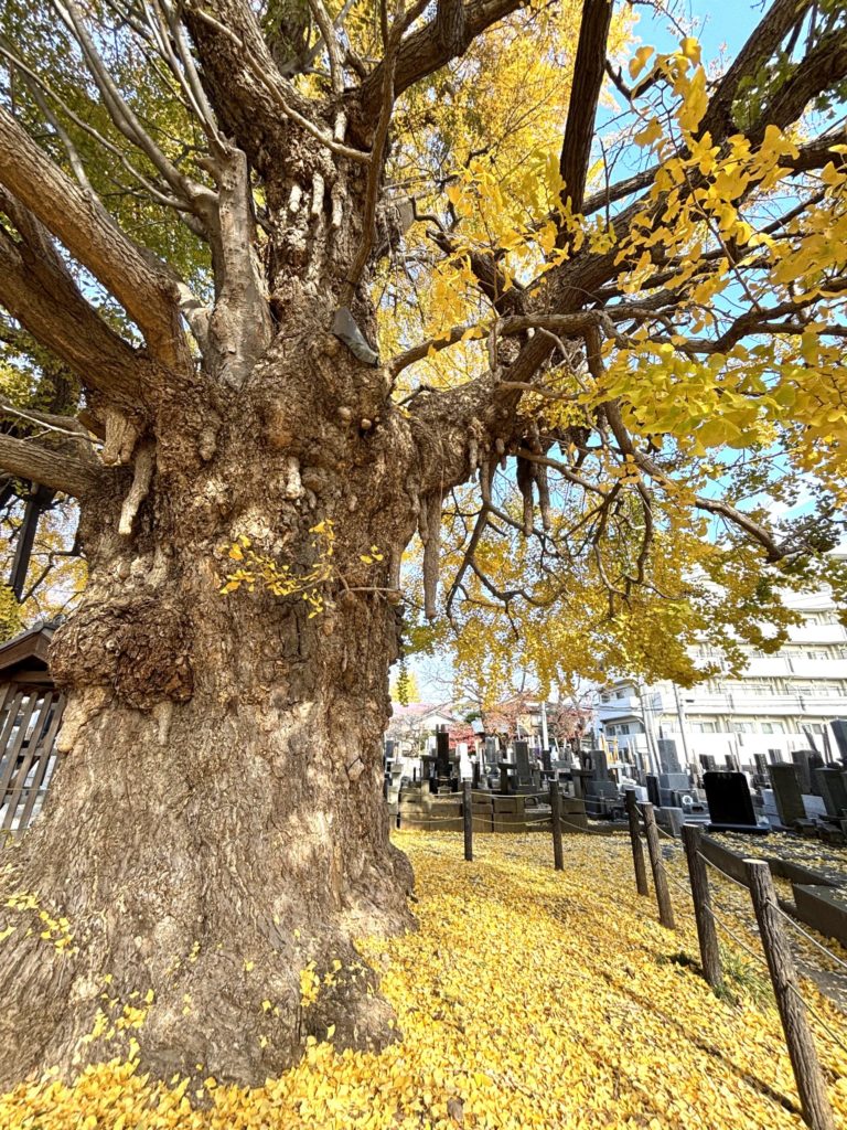 埼玉　パソコンと生前整理アドバイザーでサポート「ぱせさぽ」相続担当
