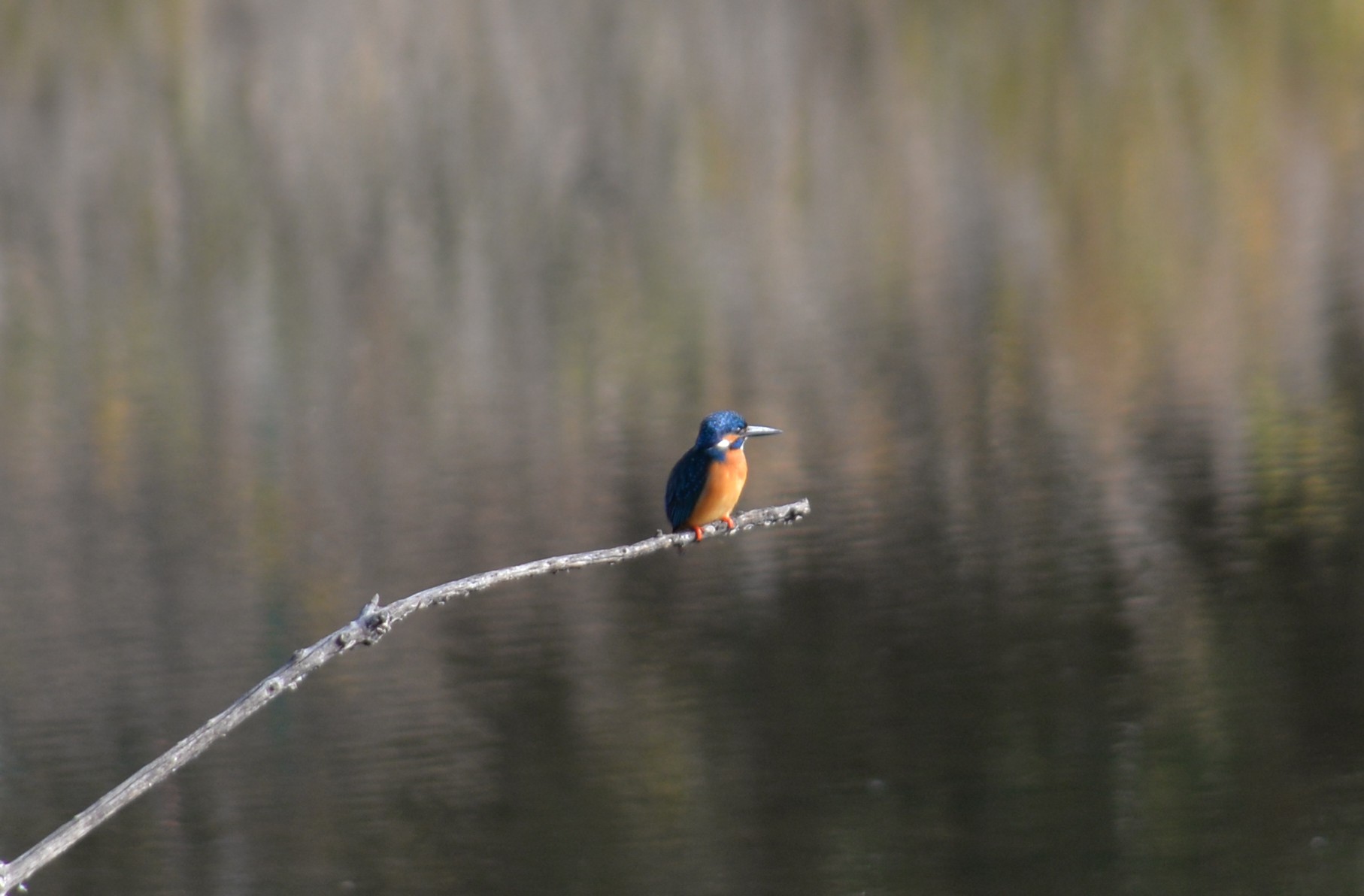 埼玉　パソコンと生前整理アドバイザーでサポート「ぱせさぽ」相続担当