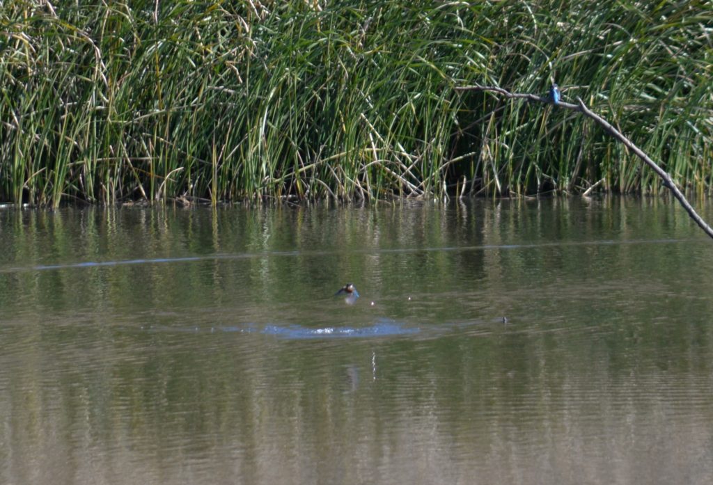 埼玉　パソコンと生前整理アドバイザーでサポート「ぱせさぽ」相続担当