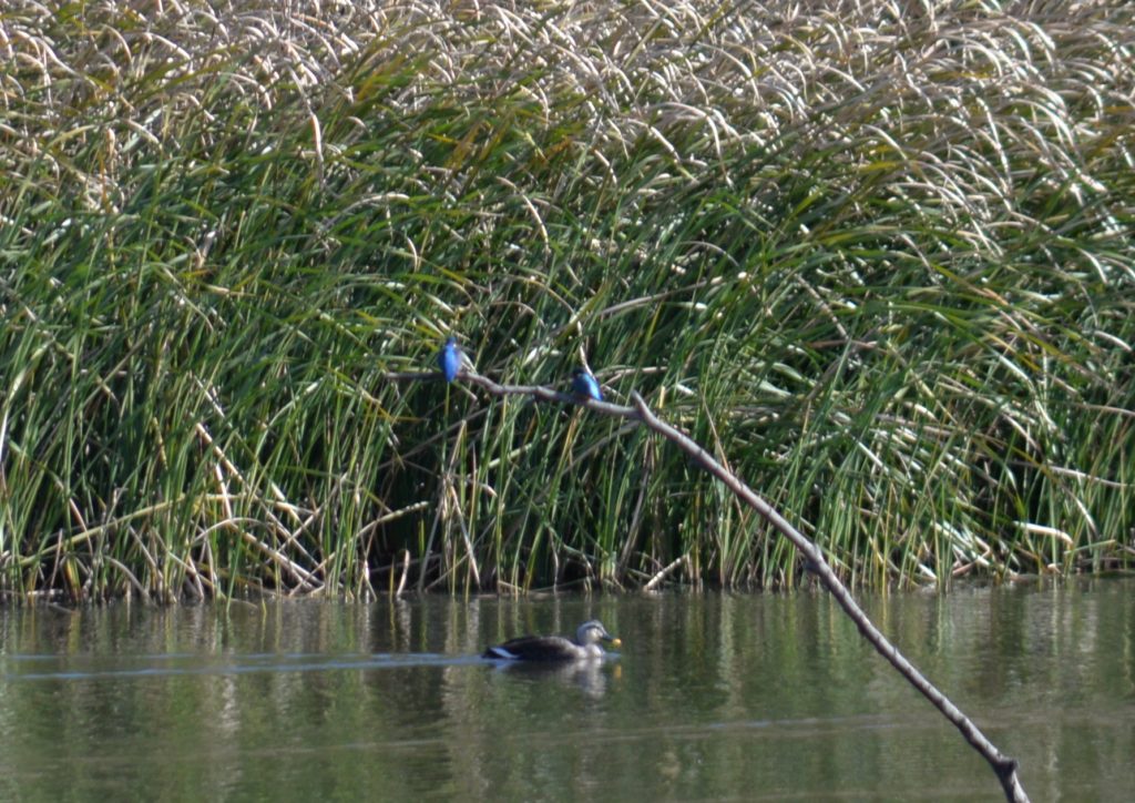 埼玉　パソコンと生前整理アドバイザーでサポート「ぱせさぽ」相続担当