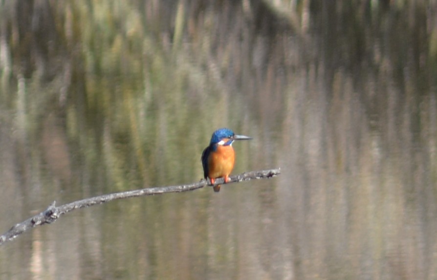 埼玉　パソコンと生前整理アドバイザーでサポート「ぱせさぽ」相続担当