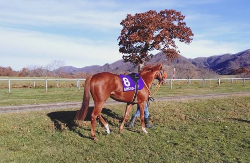 【速報】ドラマ「ザ・ロイヤルファミリー」のあの馬がデビュー！？ブレイヴソルジャーが1/5中山で初陣へ「ぱせさぽ」