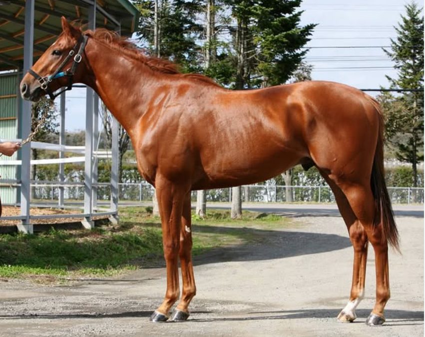 【速報】ドラマ「ザ・ロイヤルファミリー」のあの馬がデビュー！？ブレイヴソルジャーが12/27中山で初陣へ「ぱせさぽ」