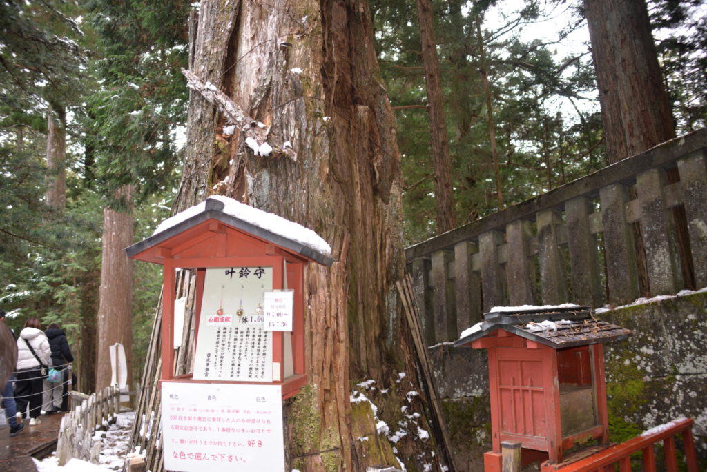 【乗車記】スペイシアXで冬の日光へ。予約ミスから始まった、忘れられない景色と出会う旅