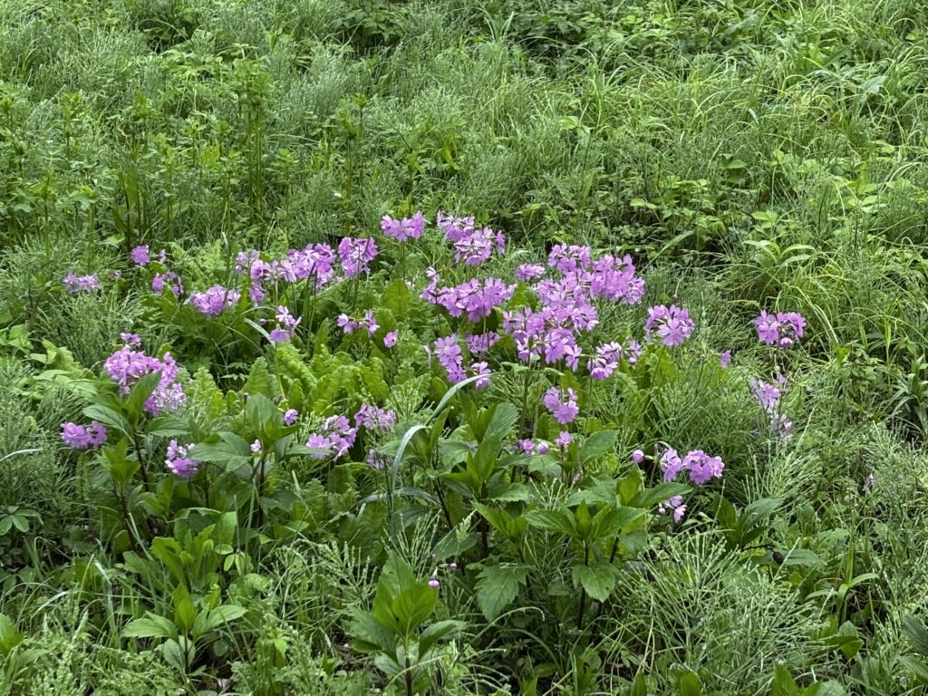 さいたま市「ぱせさぽ」