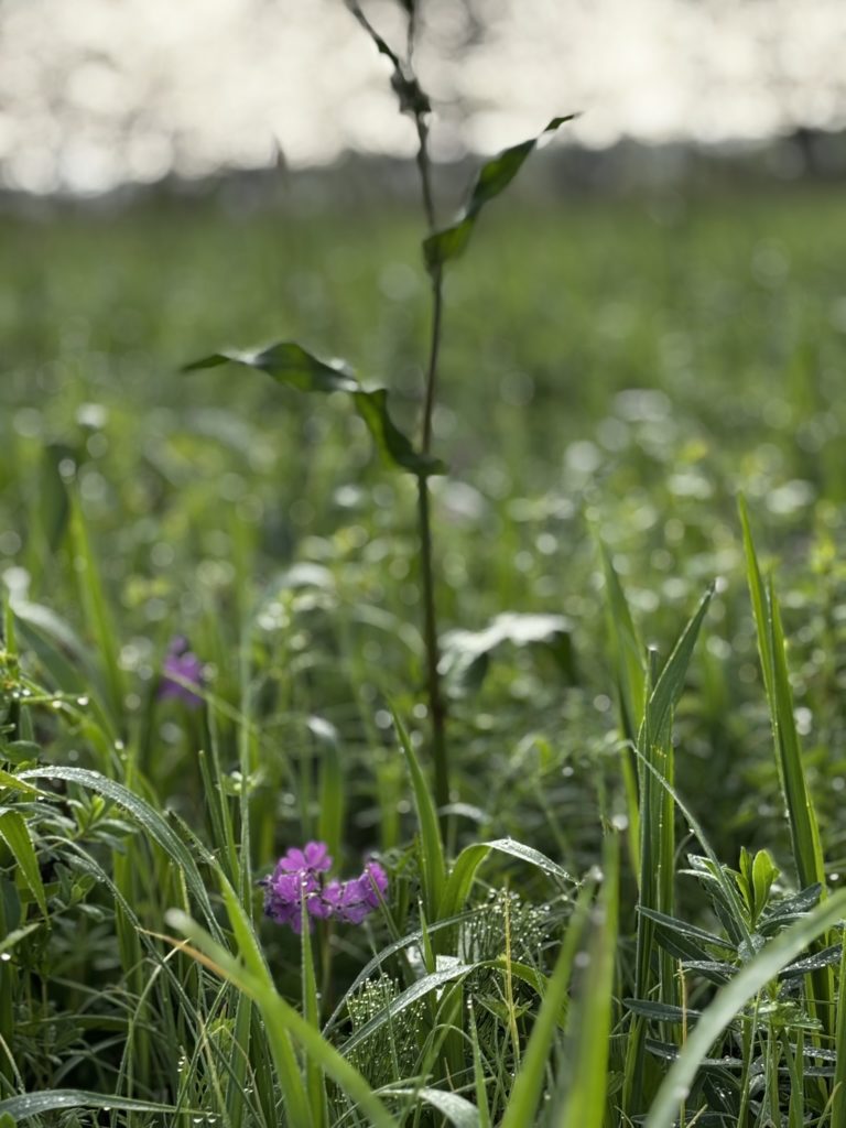 さいたま市「ぱせさぽ」